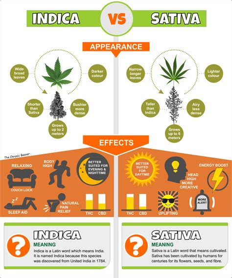 Indica vs. Sativa: Which Gets You Higher? - Cheap Weed