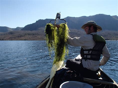 Indicators: Macrophytes US EPA