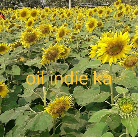 Indie_Ka Onlyfans Leak PORN 🍆