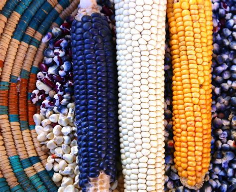 Indian Corn is one of the oldest varieties of corn in the world. With colors like deep red, yellow, purple, and white, this variety is the symbol of fall and .... 