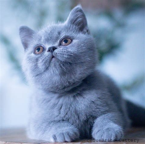 Indigo Kitten Leaks [HD] 🍆 29 Pics