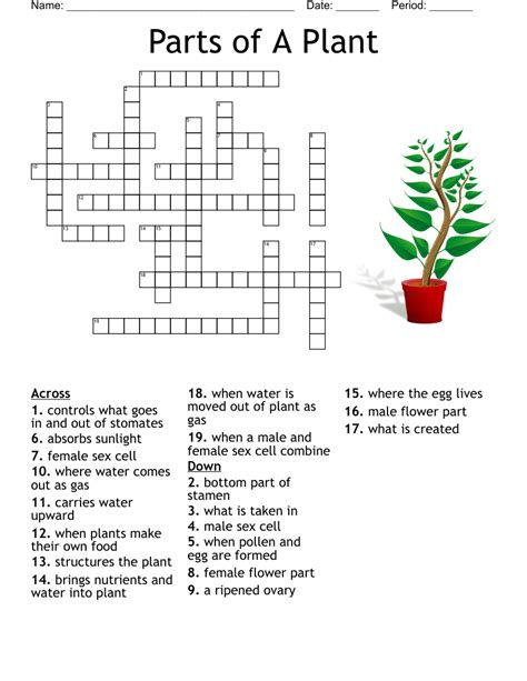 SWAMP PLANT Crossword Answer. SEDGE. This crossword clue might have a different answer every time it appears on a new New York Times Puzzle, please read all the answers until you find the one that solves your clue. Today's puzzle is listed on our homepage along with all the possible crossword clue solutions. The latest puzzle is: NYT 02/15/24.. 
