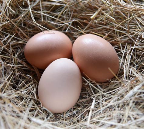 $ 120.00. Are you looking for Indio Gigante hatching eggs from a sustainable farm? 6 fresh hatching eggs per order. Shipped directly from our farm in Door County, WI. Packaged Securely. Shipped on Mondays or Tuesdays. 7 other rare breed species to choose from. Add to cart. Category: Hatching Eggs Tag: hatching eggs. Description.. 