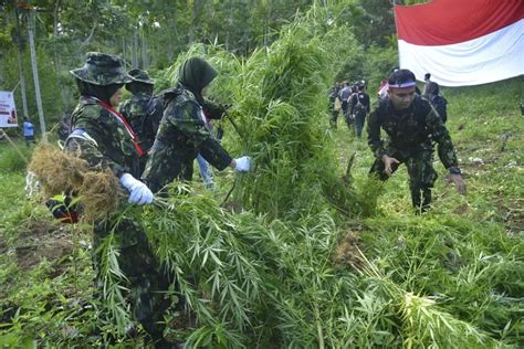 Indonesia burns marijuana plantation that was discovered by drones