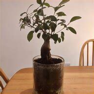 Indoor Bonsai Tree for sale in UK 59 used Indoor Bonsai Trees