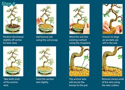 Indoor bonsai a beginners step by step guide crowood gardening guides. - Auf einsamen bergpfaden. der bayerwald- hauptkamm für kenner und könner..