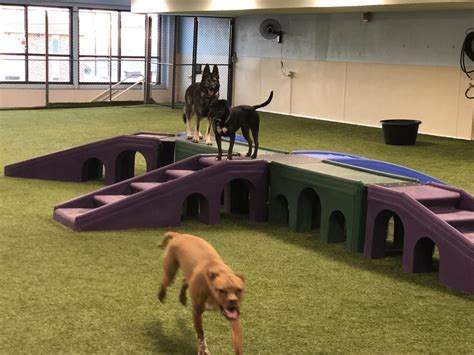Indoor dog park. At Snouts & Stouts, your dog will be able to run around our indoor dog park, off-leash, while you can sit back and relax with a beer in your hand. 