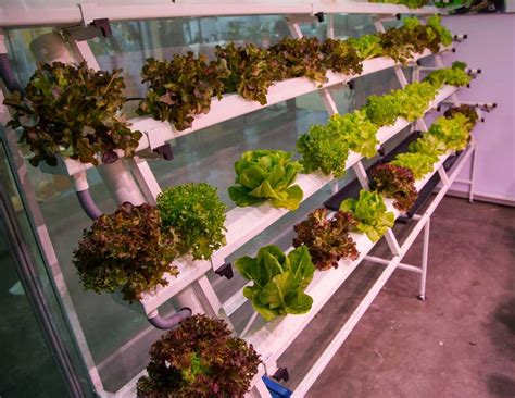 Indoor hydroponic garden. We’re a leading supplier of advanced gardening equipment through online, mail order and a national chain of shops. We believe in offering an exceptional range of indoor, outdoor and greenhouse products and providing expert advice to the UK’s gardening community. Our aim is to provide you with unrivalled choice and assistance, whether it’s ... 