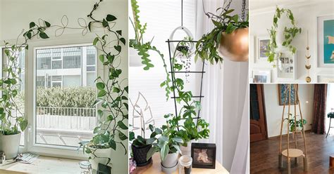 Indoor plant trellis ideas.  But it&rsquo;s not that difficult with these DIY t...