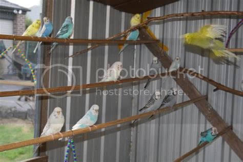 Indoor small flight Budgerigars Forum