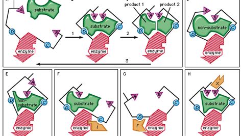 Induced-fit theory biology Britannica