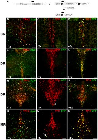 Inducible Gene Manipulations in Brain Serotonergic Neurons of ...