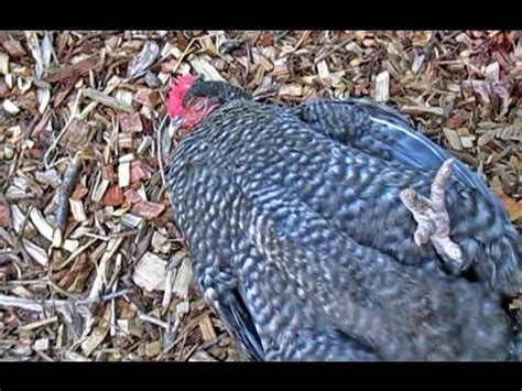 Inducing Completely Relaxed Chickens For Health Exams