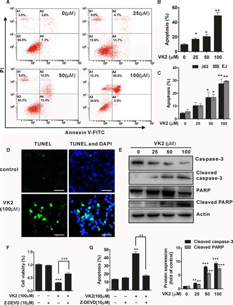 Induction of apoptotic cell death in human bladder cancer cells by ...