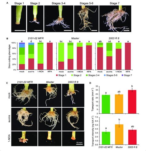 Induction of rooting in stem cutting by auxin treatment would be ...