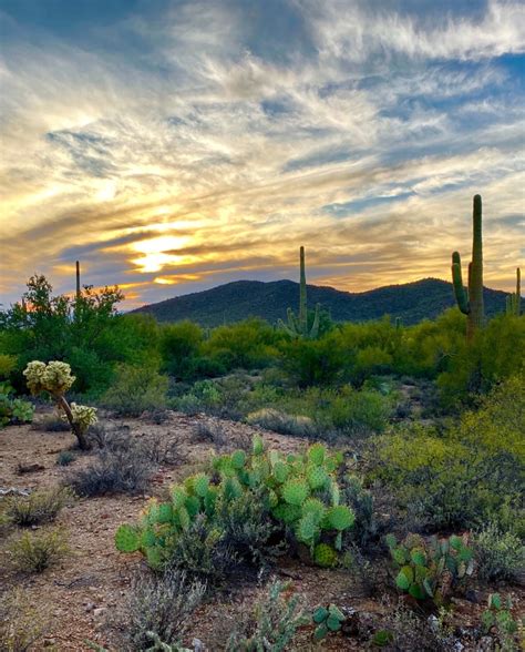 Indulge in the Culinary Delights of Arizona: A Comprehensive Flavors List