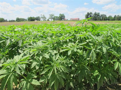 Industrial Hemp - Department of Agriculture and …