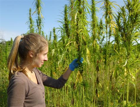 Industrial hemp farms. The current rebirth of the fiber in the United States coincides with the 2018 Farm Bill Act that removed industrial hemp from inclusion in the Controlled Substances Act (See “Hemp: A Reintroduction To One Of The Original Textile Inputs,” Textile World, November/December 2020). The bill made commercial production of hemp legal in the United States, and thus, an … 