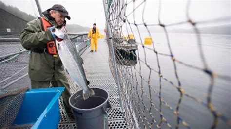 Industry, conservationists welcome Ottawa’s delay on B.C. salmon farm transition plan