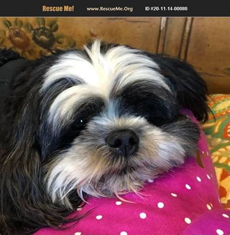 Dallas-Fort Worth Shih Tzu Rescue & Lhasa Apso Rescue "Dedicated to helping homeless pets find their way home." ...