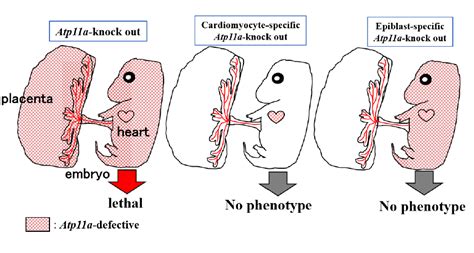 Inefficient development of syncytiotrophoblasts in the