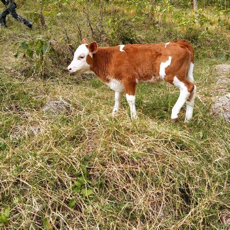 Inek resimleri Pinterest. 