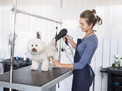 Inexpensive dog groomers near me. Best Pet Groomers in Oak Lawn, IL 60453 - Poochie Barber, Beverly's Dog Grooming Salon, Pawsitively Heaven Pet Resort, Clean Paws Mobile Grooming Salon, Pet Supplies Plus Oak Lawn, Sherida's Suds & Scissors, Mimi’s Dog Grooming, Irene's Grooming Shoppe, Sit 'N' Pretty, The Clip Joint 