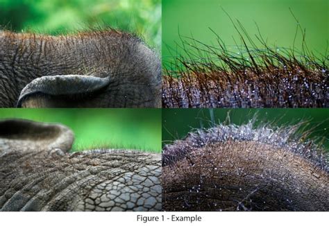 An infected elephants butt hair is not scientifically called a 'dude.' There may not be a specific name for it, it may depend on the type of infection and type of hair folicle. it's called butt hair.. 