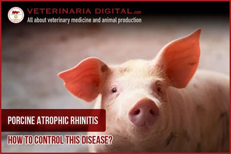 Infectious porcine atrophic rhinitis: a review. - Europe PMC