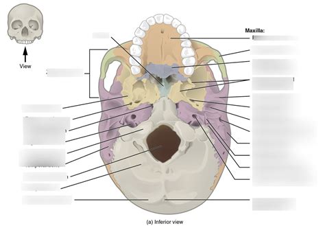 Inferior Features of the Skull Diagram Quizlet