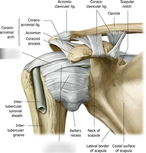 Inferior Glenohumeral Ligament Injury STATdx