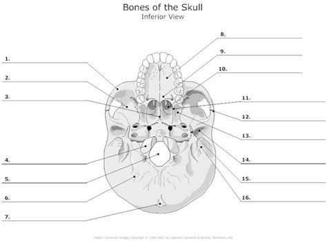 Inferior View of the Bones of the Skull Unlabeled Example SmartDraw
