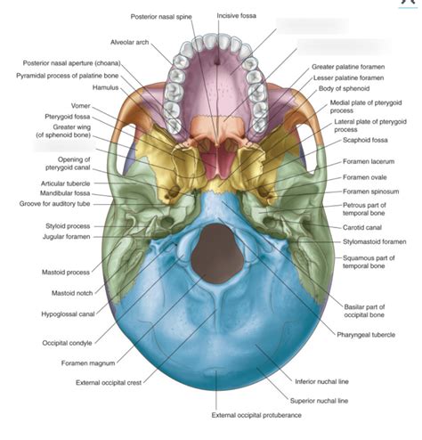 Inferior View of the Skull Diagram Quizlet