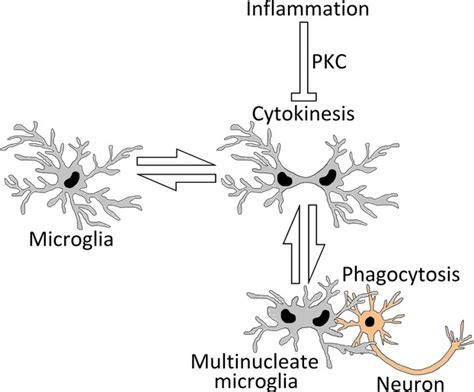 Inflammation induces multinucleation of ... - Wiley Online Library