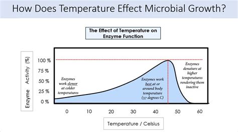 Influence of controlled pH and temperature on the growth and ...