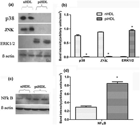 Influence of piHDL and nHDL on MAPKs and NFkB expression.... Download