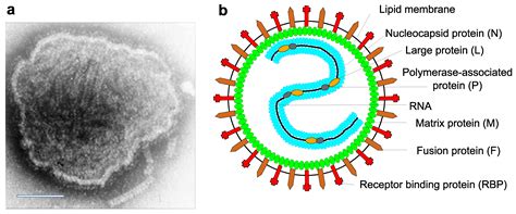 codini.rgarabwor.edu.pl. 