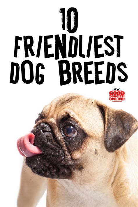 Learn about the characteristics and behaviors of your dog's breed and group. . Infodogs
