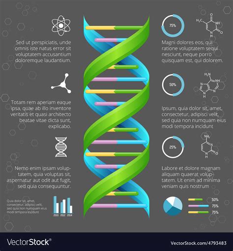 Infographic template with DNA structure for Vector Image