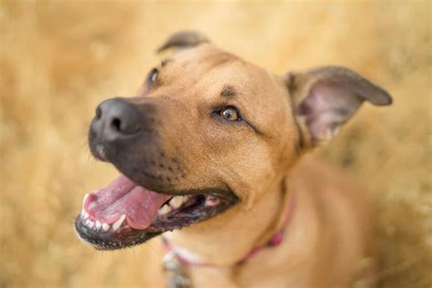 Informácie o plemene Mountain View Cur Dog a obrázky - Psy