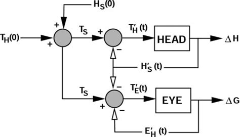 Information Processing Underlying Gaze Control