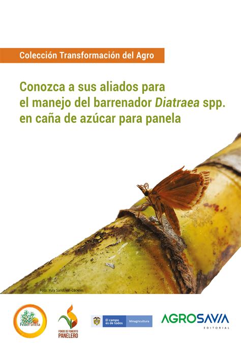 Informe preliminar sobre los taladradores de la caña de azúcar (diatraea spp. - Temps et écriture dans l'œuvre narrative de silvina ocampo.