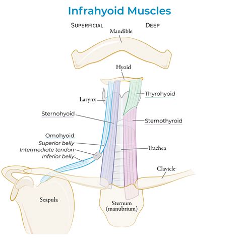 Infrahyoid Muscles an overview ScienceDirect Topics. 
