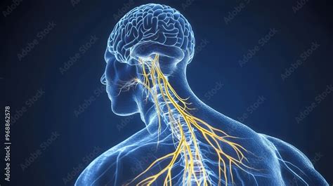 Infrared hex code.  The peripheral nerves also send sensory information to...