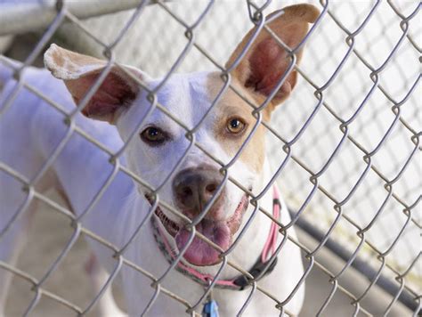 Ingham county animal adoption. How Do I? Adopt an animal from ICACS. Donate. Become a pet foster for ICACS. Volunteer at ICACS. Report suspected animal neglect. Surrender my animal. Purchase a dog license. Apply for a kennel license. 