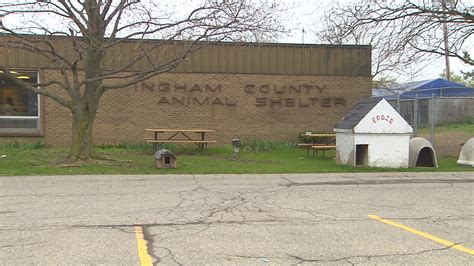 Ingham county mi animal shelter. Things To Know About Ingham county mi animal shelter. 