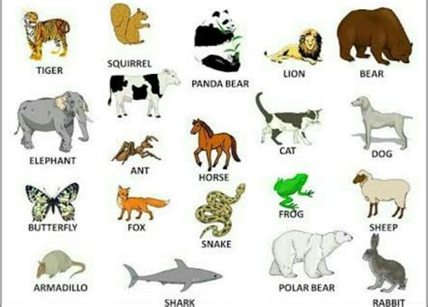 Ingilizce türkçe hayvan adları