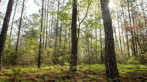 Ingka Investments acquires forestland in US from... - IKEA