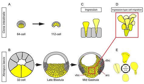 Ingression-type cell migration drives vegetal endoderm ... - eLife