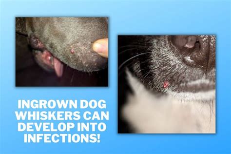 Ingrown Dog Whisker: Why & How To Help Your Dog Now